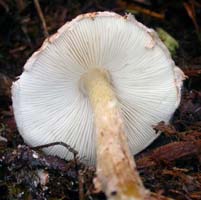 Lepiota cristata.